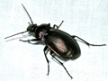 Carabus nemporalis